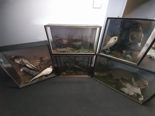 Taxidermy antique country - taxidermy,