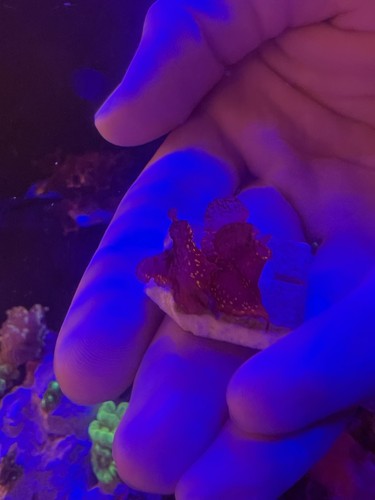 Rare atomic broccoli coral - rare,