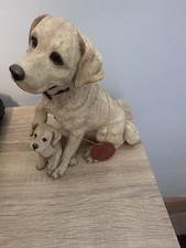 Labrador retriever dog - labrador,