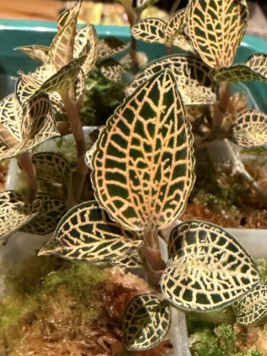 Anoectochilus roxburghii 1 - anoectochilus,