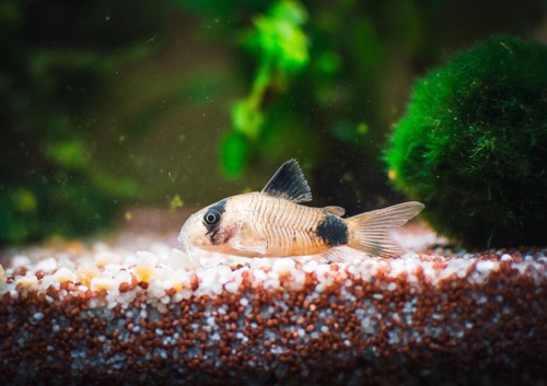 Panda cory - panda,