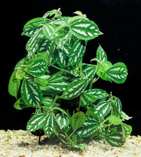 Floratica ¦ 3 Pilea Cadeirei