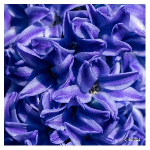 Prepared hyacinth delft - 'delft, blue'