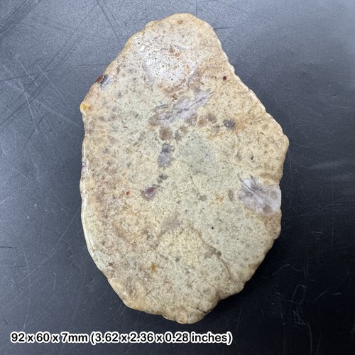 Polished dinosaur coprolite - polished,