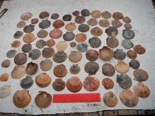 large job lot of 75 N.Wales