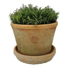 Kew Gardens Terracotta Plant Pot with Saucer, Rustic Planter, Succulent Herb Pot