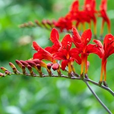Crocosmia LUCIFER in a 2 Litre