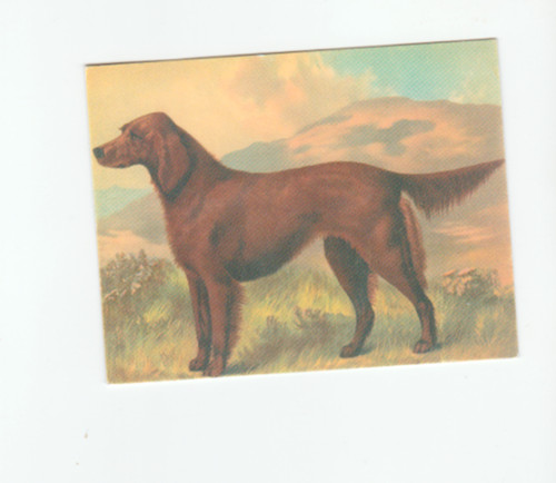 Irish setter from breeds - from,