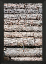 tree trunk Framed Wall Art