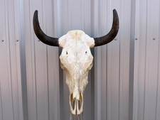 STEER SKULL 18 Inch WIDE BULL