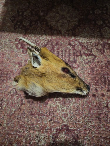 Taxidermy mummified muntjacs - mummified,