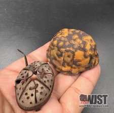 AL100044 1/6 Scale Metal