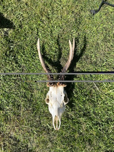 Capreolus roe - capreolus,