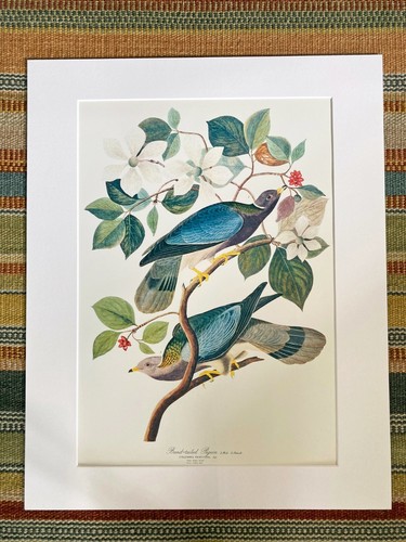 Original rare audubon - original,