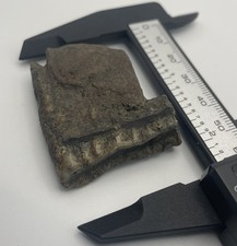 Ice Age Mammoth Tooth Partial