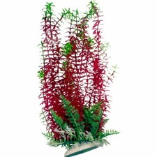 Burgundy & Green Aquarium