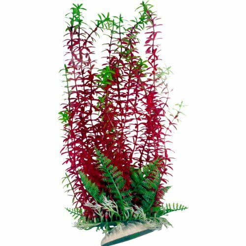 Burgundy green aquarium - &,