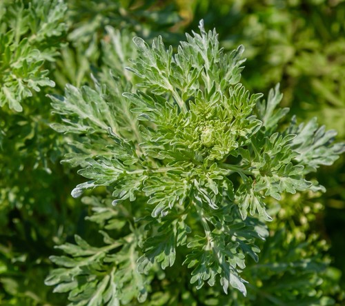 Wormwood artemisia absinthium - artemisia,