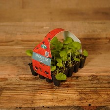 Plug Plants Geranium Orange -
