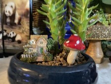 Cactus Houseplant Made Into A Garden-house Warming Gift Idea