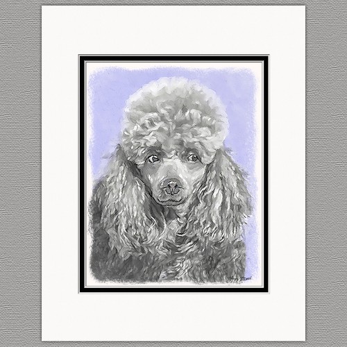 Poodle miniature toy silver - poodle,