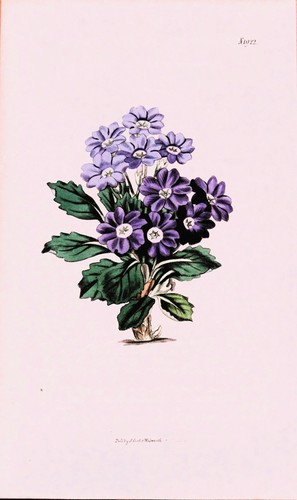 Antique botanical print - botanical,