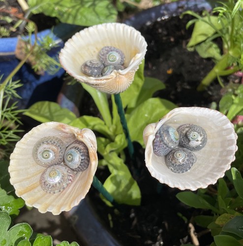 Handmade garden seashell - 3,