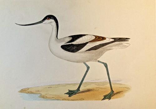 Avocet antique hand coloured - avocet,