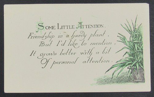 Friendship hardy plant needs - plant,