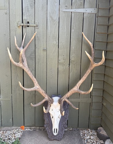 Huge exceptional red deer - xl,