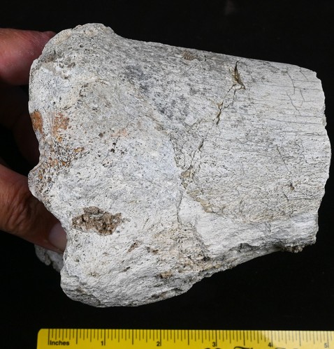 Titanothere fossil leg bone - leg,