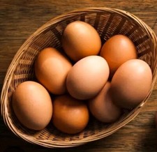 6) 🐣Fertilized Jersey Giant