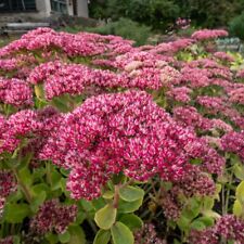 Sedum 'Autumn Joy', raspberry pink-flowering hardy perennial in 2 litre pot