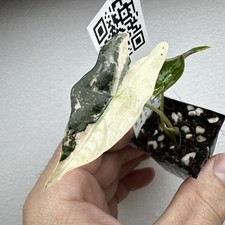 Alocasia Nobilis Pink