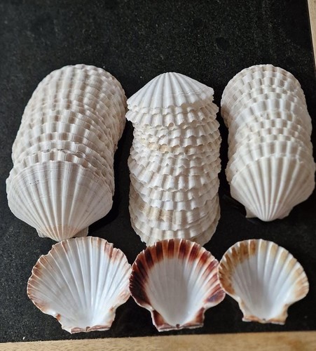 Scallop shells different sizes - scallop,