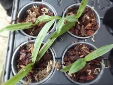 Paphiopedilum vejvarutianum
