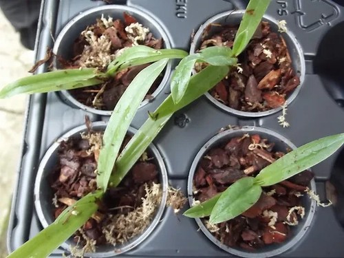 Paphiopedilum vejvarutianum