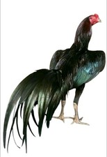 Resa Aseel Asil Fresh