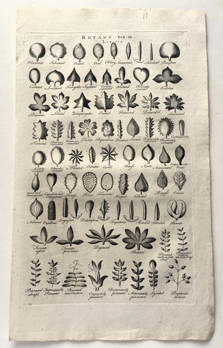 Plant leaves botany 1786 - botany,