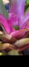 Bromeliad  Neoregelia  Lovely