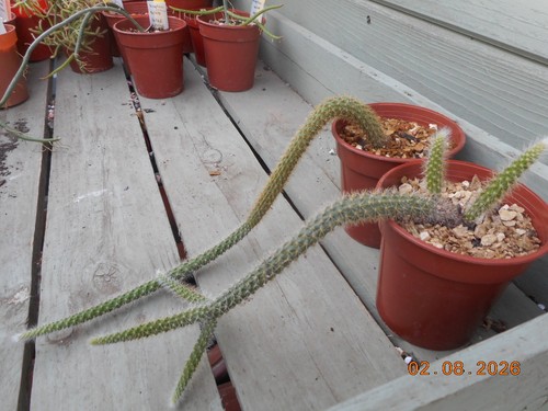 Aporocactus flagelliformis - , in