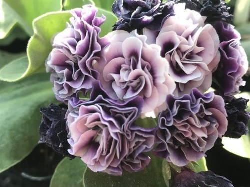 Primula auricula judy borman - auricula,