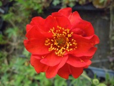 3 x Geum Mrs Bradshaw Red