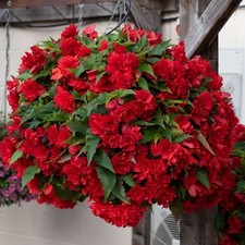 Red Trailing Begonia 3,5 or 10