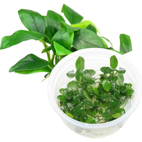 Ada anubias barteri var nana - anubias,