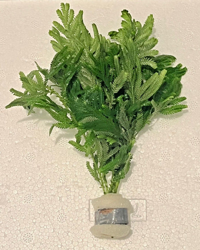 Umbrella fern 2 bunches - umbrella,