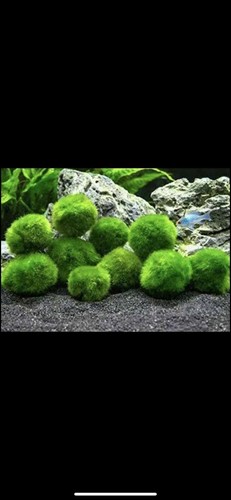 Inch marimo moss ball - 1.5,
