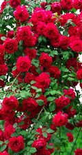 Red Eden Climbing Rose - 5