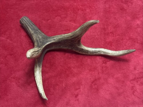 One piece deer antler - of,