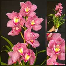 Cymbidium Pink. Compact Plant